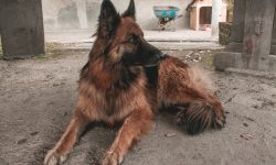 perro pastor alemán