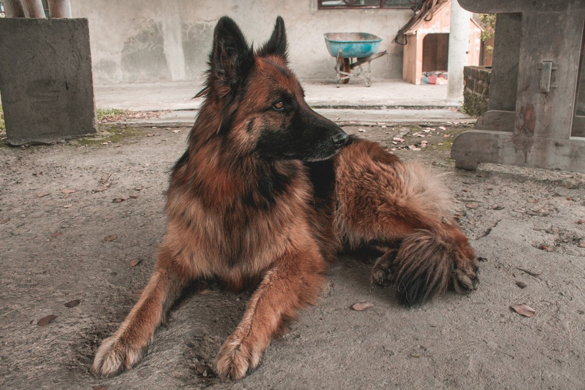perro pastor alemán