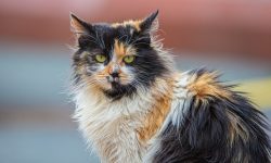 colorato marrone, nero e bianco gattino sfumato