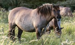 chevaux sauvages dans les champs à Wassenaar aux Pays-Bas